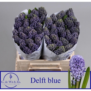 HYAC DELFT BLUE