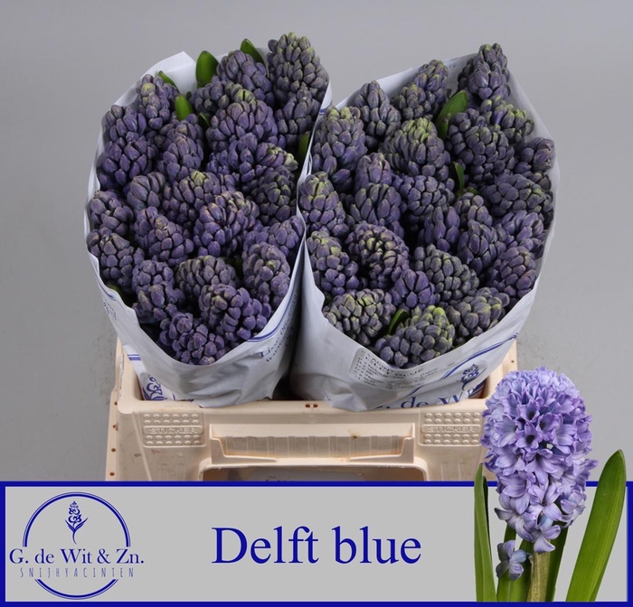 <h4>HYAC DELFT BLUE</h4>