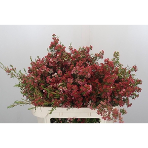 Chamelaucium My Sweet 16