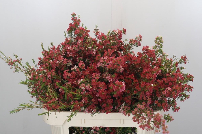 Chamelaucium My Sweet 16