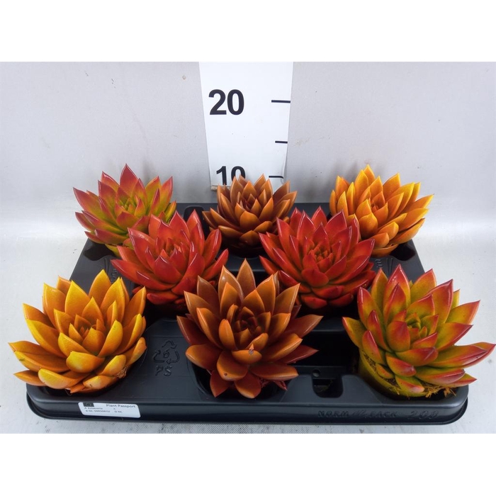 <h4>Echeveria  'Miranda'</h4>