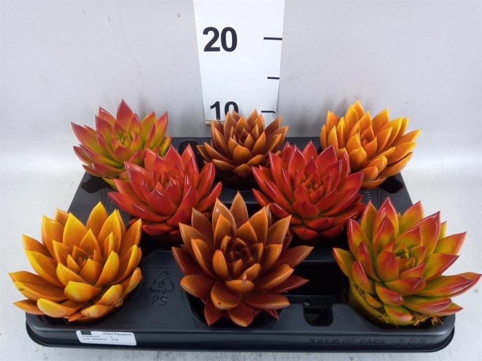 Echeveria  'Miranda'