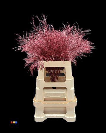 <h4>Treefern Bordeaux</h4>