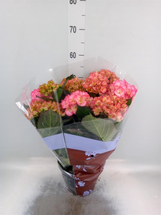 <h4>Hydrangea mac. 'Adula'</h4>