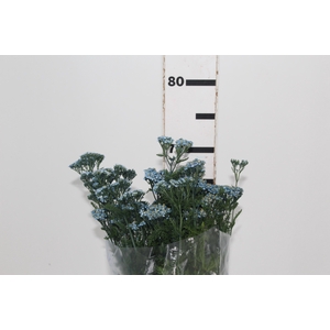 ACHILLEA MILLEFOLIUM AZUL TINTURADA 070 CM