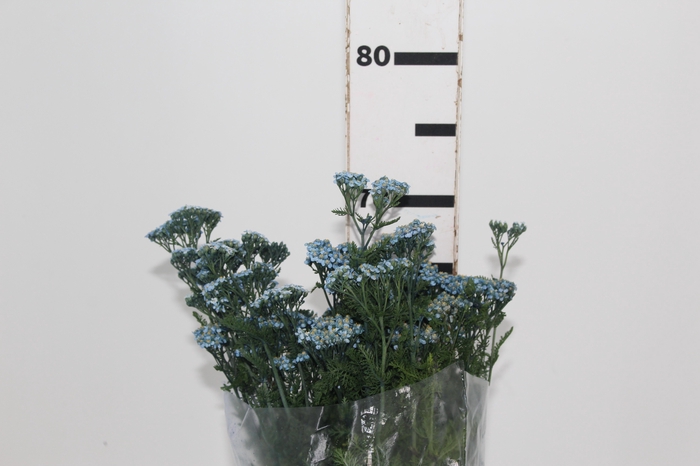 <h4>ACHILLEA MILLEFOLIUM AZUL TINTURADA 070 CM</h4>