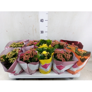 Kalanchoe blos. 'Perfecta'  ..mix 5