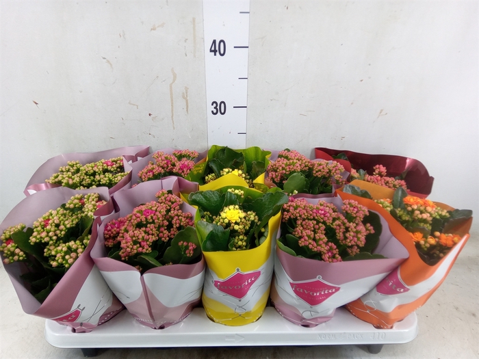 <h4>Kalanchoe blos. 'Perfecta'  ..mix 5</h4>