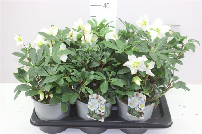 <h4>Helleborus Ni Mon Blanc</h4>
