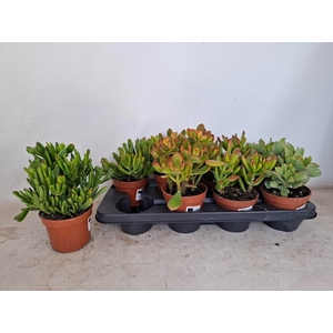 Crassula Mixed 12Ø 20cm