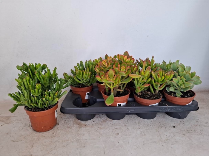 Crassula Mixed 12Ø 20cm