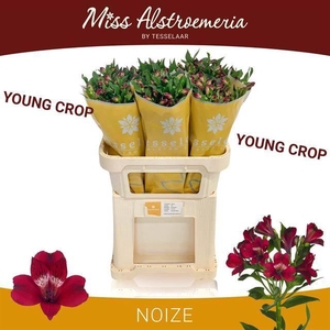ALSTROEMERIA NOIZE 85GR, JONG GEWAS