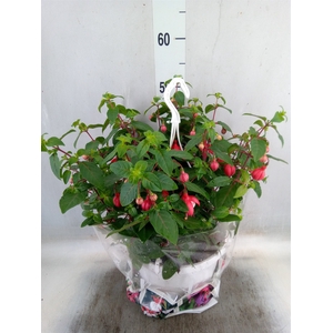 Fuchsia   ...