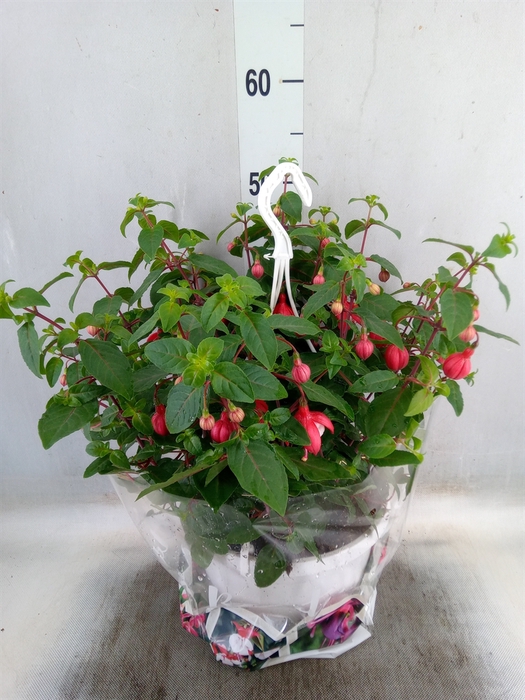<h4>Fuchsia   ...</h4>