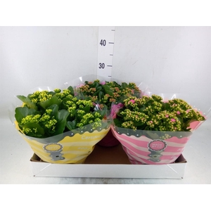 Kalanchoe blos.   ..rosebud mix  5