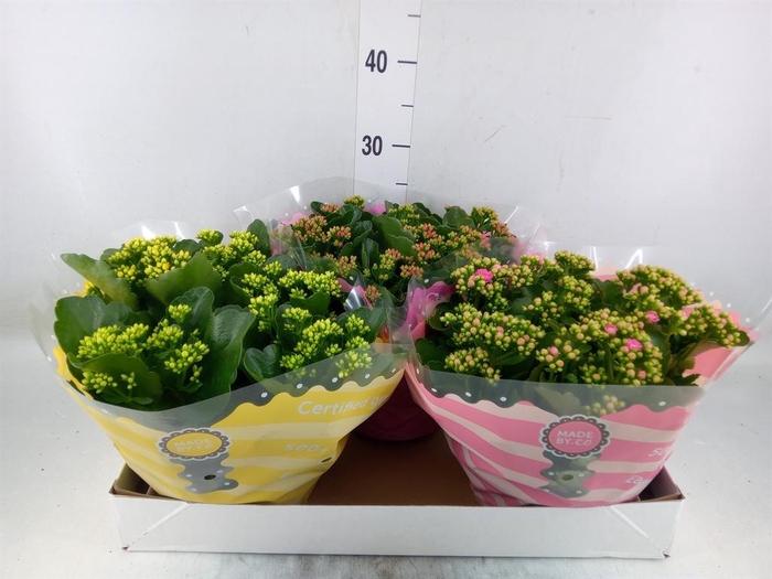 <h4>Kalanchoe blos. ..rosebud mix 5</h4>