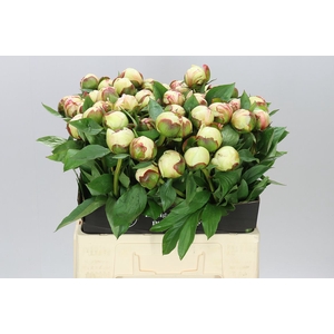 Paeonia Elsa Sass