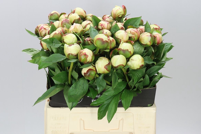 <h4>Paeonia Elsa Sass</h4>