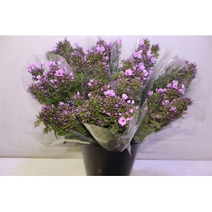 Phlox Pb Violet Eyes X10