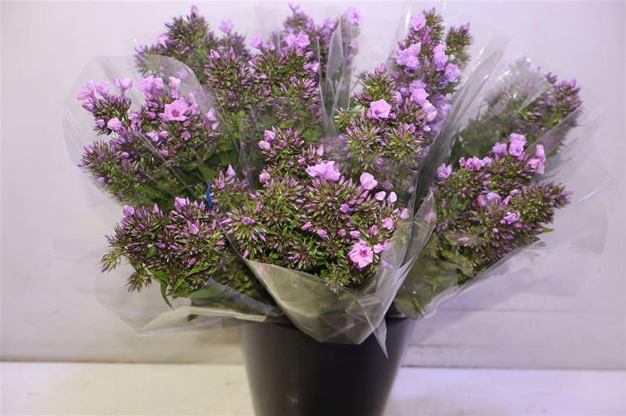 <h4>Phlox Pb Violet Eyes X10</h4>