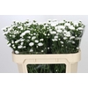 Aster Pretty Wendy