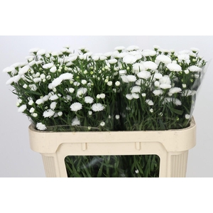 Aster Pretty Wendy