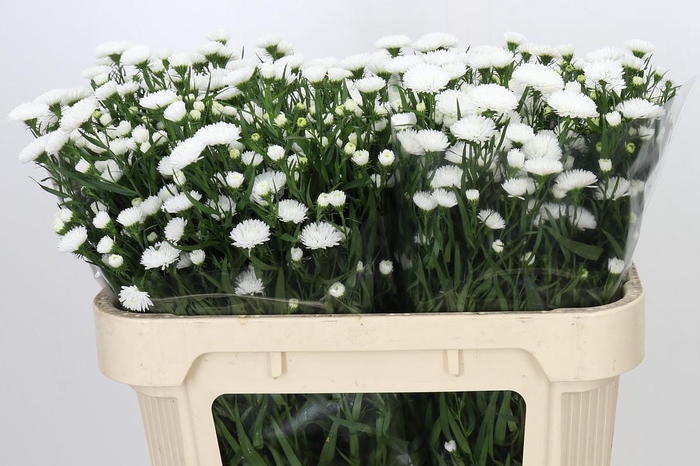 <h4>Aster Pretty Wendy</h4>