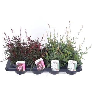 Gaura lind. mix