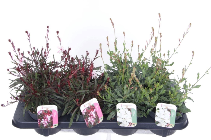 <h4>Gaura lind. mix</h4>