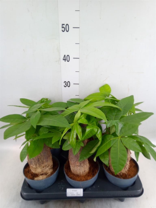 <h4>Pachira aquatica</h4>