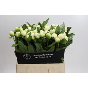 Paeonia Lact. Bridal  Shower