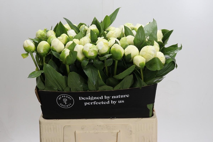 <h4>Paeonia Lact. Bridal  Shower</h4>