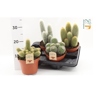 CACTUS GEM