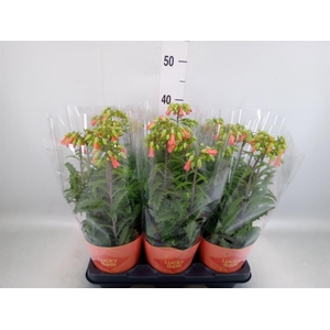 Kalanchoe HG 'Lucky Bells'