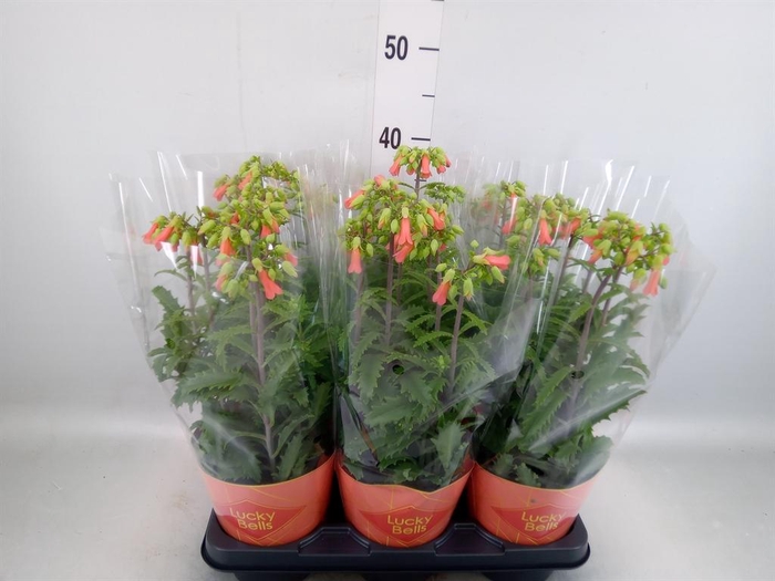 <h4>Kalanchoe HG 'Lucky Bells'</h4>