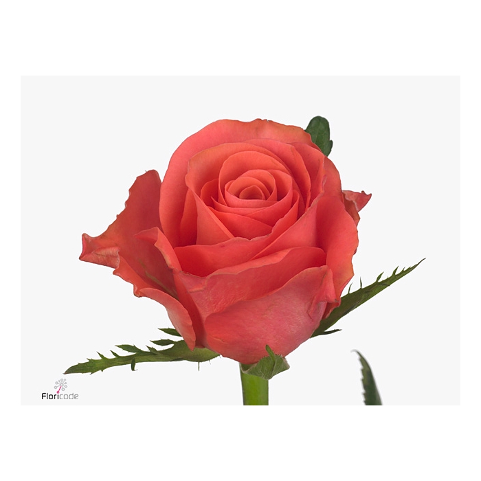 <h4>Rosa Ever Red</h4>