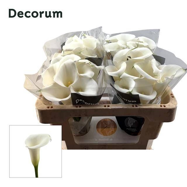 <h4>Calla Ivory Art</h4>