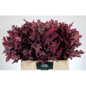 Quercus Palustris L60 Klbh. Cerise