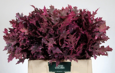 <h4>Quercus Palustris L60 Klbh. Cerise</h4>