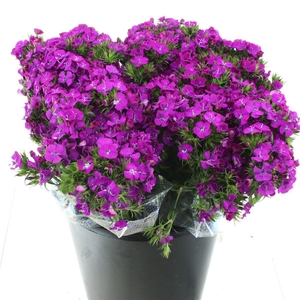 Di Barb Amazon Purple Super