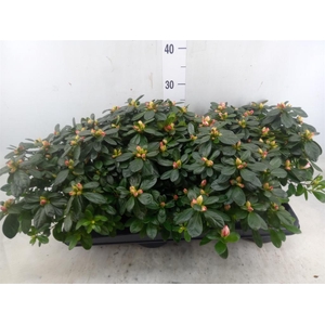 Rhododendron sim.   ...