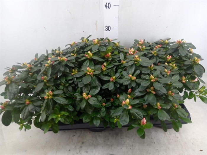 <h4>Rhododendron sim.   ...</h4>