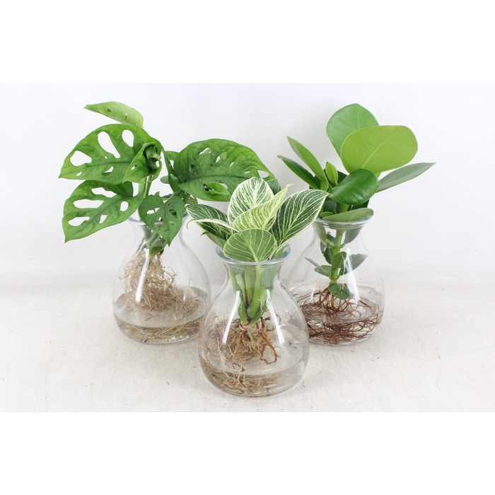 <h4>Arr3 Vde - Kingston Glas X3</h4>