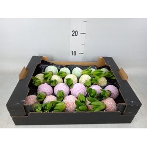 Hyacinthus orie.   ...waxed H%