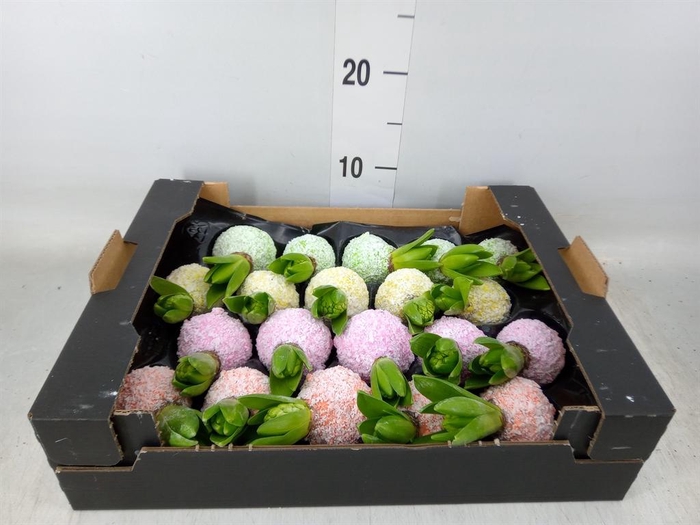 <h4>Hyacinthus orie.   ...waxed H%</h4>