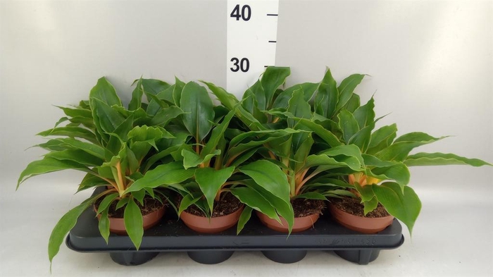 <h4>Chlorophytum orchi. 'Fire Flash'</h4>
