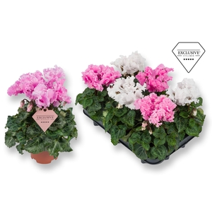 Cyclamen Exclusive® Merengue Roze Wit mix