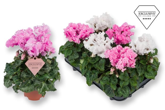 <h4>Cyclamen Exclusive® Merengue Roze Wit mix</h4>