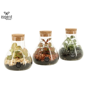 90468: Terrarium mini Erlenmeyer D10 / H14