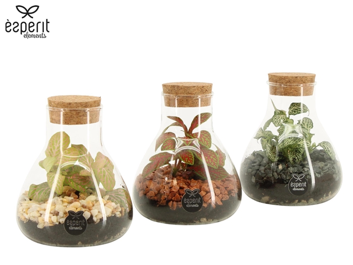 <h4>90468: Terrarium mini Erlenmeyer D10 / H14</h4>